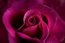 Hot Pink Macro Shot Od A Rose 