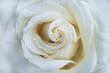 © Simi Jois - Micro closeup shot of white rose