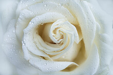 Micro Closeup Shot Of White Rose 
