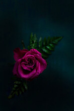 Dark Pink Rose 
