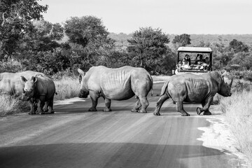 Rhino family crossing road B&W