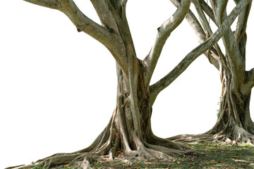 Bodhi Tree, a large tree with very long roots cut off from a white background.