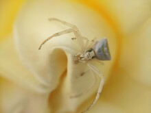 White Spider On A Yellow Flower Petal