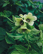 macro: close-up green flowers