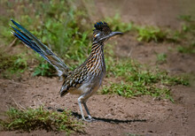 Greater Roadrunner Standing In Dirt And Weeds On Ground