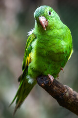 Poster - blue and yellow macaw