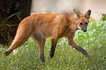 Poster - maned wolf