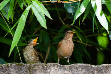 Wall Mural - bird in the pond