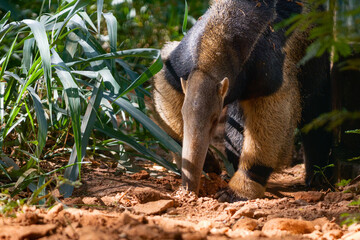 Sticker - baby goat eating grass