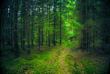 Fototapeta Las - Path in the coniferous forest. Mushroom picker with a bucket in the forest.
