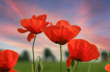 Poster - Klatschmohn (Papaver rhoeas), gegen Himmel