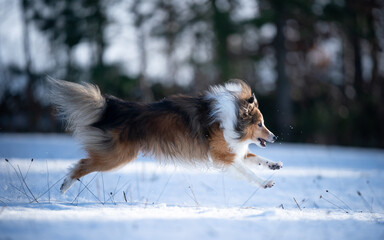 Wall Mural - Dog jumping in snow