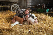 Cinematic Shot Of Young Happy Proud Male Farmer Is Embracing With Love And Care Ecologically Grown Newborn Calf And Piglets Used For Biological Genuine Products Industry In A Cowshed Of Dairy Farm.