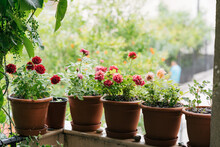 Red And Pink Roses In Flower Pots On The Balcony Of Waters With Vine Branches.