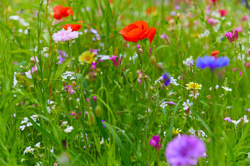 Beautiful colorful blooming meadow with wildflowers, (Close-up).