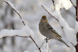 © JT Fisherman - A female pine grosbeak sits in a snow-covered tree on a sunny Alaska winter day
