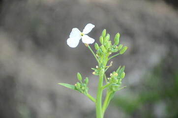 the green ripe radish flower with plant in the farm.