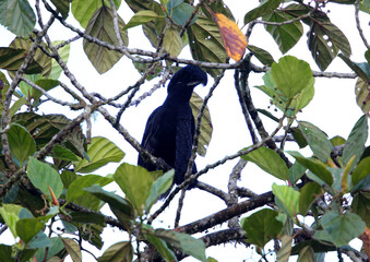 Sticker - Long-wattled Umbrellabird (Cephalopterus penduliger) in Equador