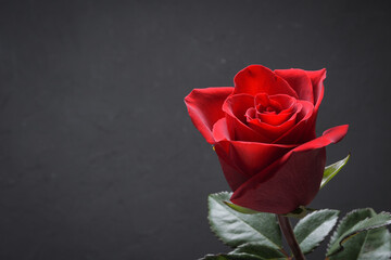 Background for Valentine's Day greeting card.Valentines day concept.Red, beautiful blooming rose. Close up.