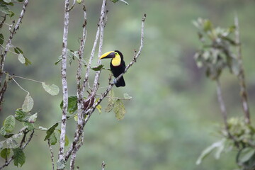 Sticker - Chestnut-mandibled toucan or Swainson's toucan (Ramphastos ambiguus swainsonii) in Equador