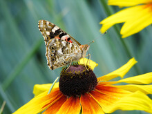 Butterfly Vanessa Cardui Sits On A Flower Rudbeckia And Drinks Nectar
