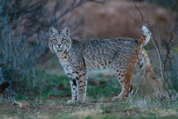 bobcat