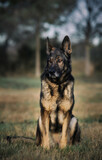 Fototapeta Krajobraz - perro pastor aleman belga can adiestramiento canino k9 
