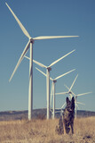 Fototapeta Krajobraz - Perro pastor aleman con molinos de viento de fondo
