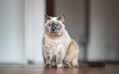 Wall Mural - Older gray cat with piercing blue eyes, sitting on wooden floor, shallow depth of field photo