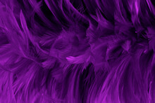 Beautiful Purple Bird Feathers Pattern Texture Background.
