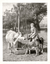 Dairymaid Attending To Cow And Calves Outdoor At A Countryside Drinking Trough. Highly Detailed Vintage Style Gray Tone Illustration By Unidentified Author, U.S., 1884