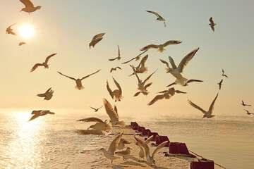 Wall Mural -  Early morning by the sea in winter. Seagulls and a deserted pier. Black Sea. Odessa. A unique natural phenomenon of the sea soaring in frost.