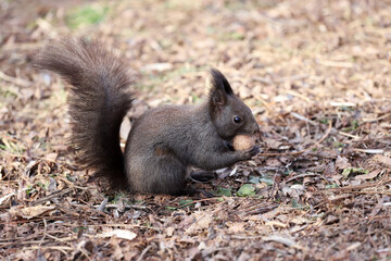 Squirrel eats a walnut on a natural background