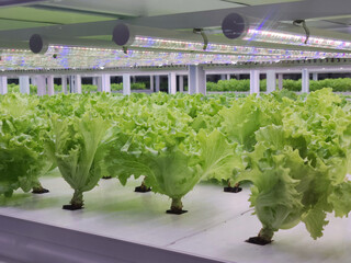 Wall Mural - Vegetables are growing in indoor farm(vertical farm).