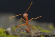 Dancing ant on the nature