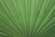 © elenshi - Palm leaf photo green in abstract style or background. Trendy abstract summer nature background.