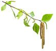 Green birch branch on white background. Symbol of birch tree which is widely used in manufacturing; medicine, cosmetology and food processing.