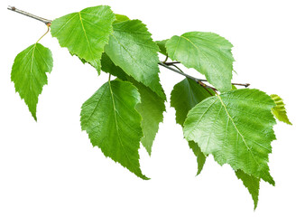green birch branch on white background. symbol of birch tree which is widely used in manufacturing; 
