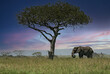 African elephant (Loxodonta africana) lonely elephant bull in savanna, Serengeti National Park; Tanzania