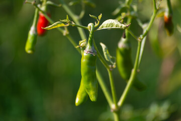 Sticker - Green chili peppers growing on tree in the garden