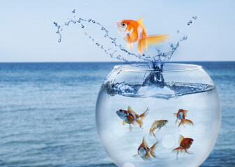 Wall Mural - Goldfish jumping out of water and beautiful seascape on background