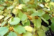 Dławisz szerokolistny jesienią owoce Celastrus hypoleucus