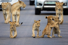 Lion Cubs In Kruger National Park
