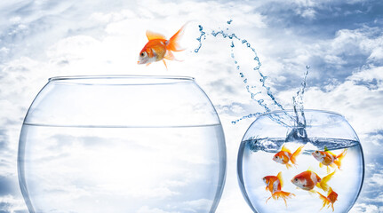 Wall Mural - Beautiful goldfish jumping out of water against cloudy sky