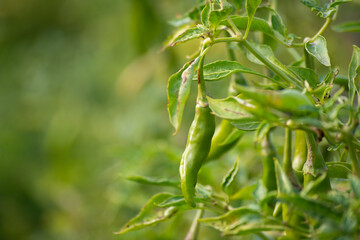 Sticker - Green chili peppers growing on tree in the garden