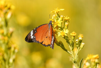 Wall Mural - Plain tiger, African queen,or African Monarch (Danaus chrysippus) migratory in Spain, basking on false yellowhead, Andalucia, Spain.