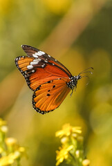 Wall Mural - Plain tiger, African queen,or African Monarch (Danaus chrysippus) migratory in Spain, basking on false yellowhead, Andalucia, Spain.