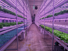 Vegetables Are Growing In Indoor Farm(vertical Farm).