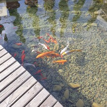 Goldfish In Water Pond In Park