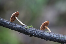 Tubaria Conspersa, Commonly Known As The Felted Twiglet, Wild Mushroom From Finland